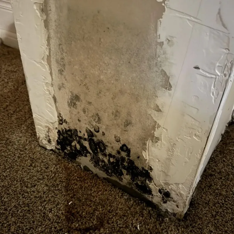 Professional Mold Removal in Bamberg County, SC